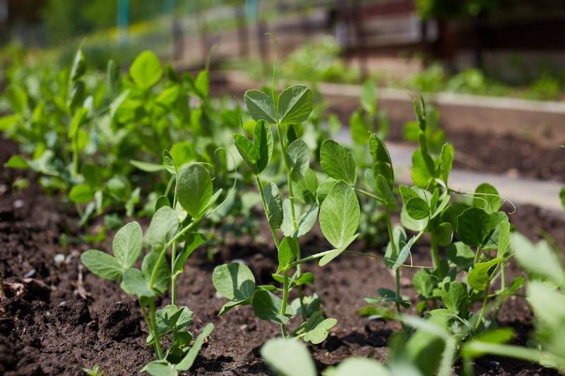 Young green pea in the garden bed.