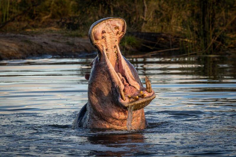 A hippo yawning in water.