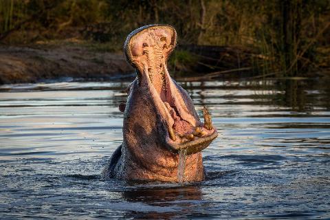 A hippo yawning in water.