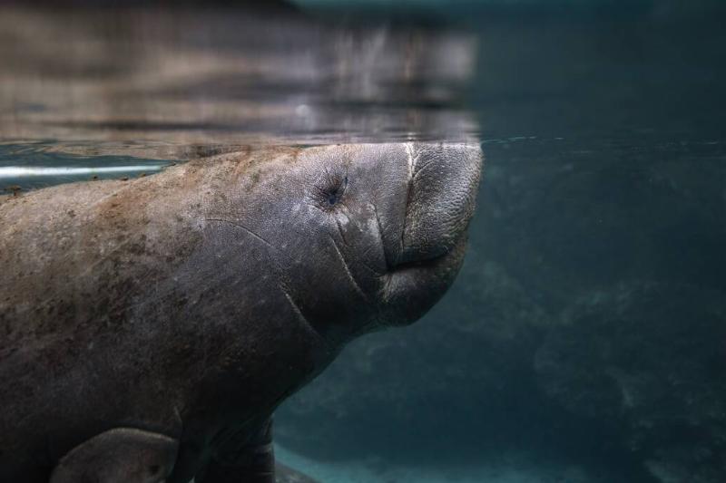 A manatee underwater.