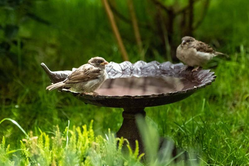 Two sparrows sitting on the edge of a birdbath. 