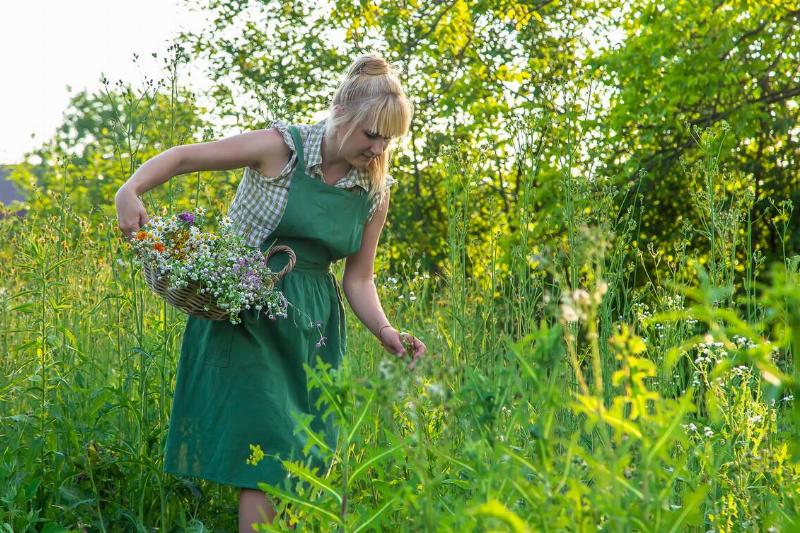 A woman collects medicinal herbs.