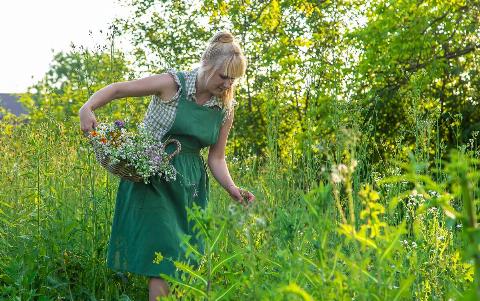A woman collects medicinal herbs.