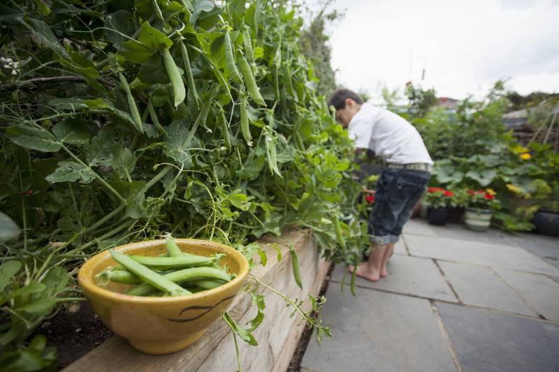Person picking peas and putting them in a bowl. 
