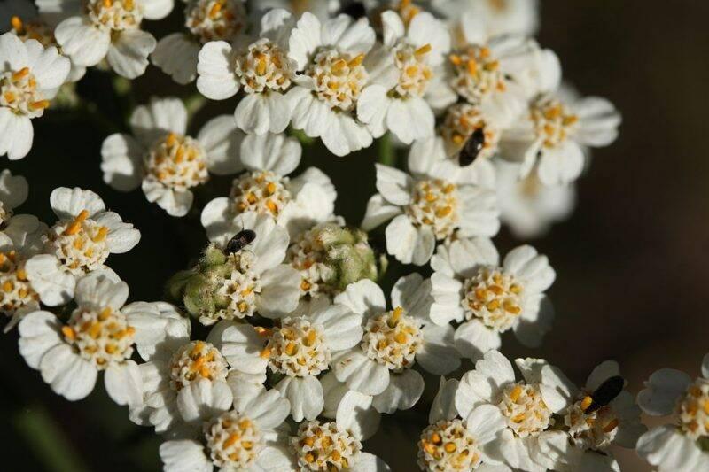 Yarrow close up.