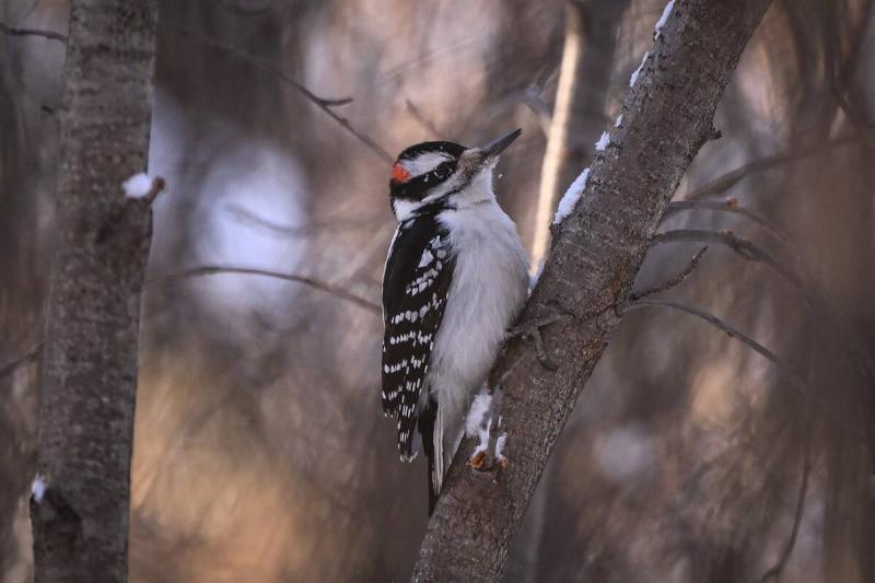 A male Hairy Woodpecker (Leuconotopicus villosus) spotted in Edmonton, Alberta, Canada, on February 6, 2025.