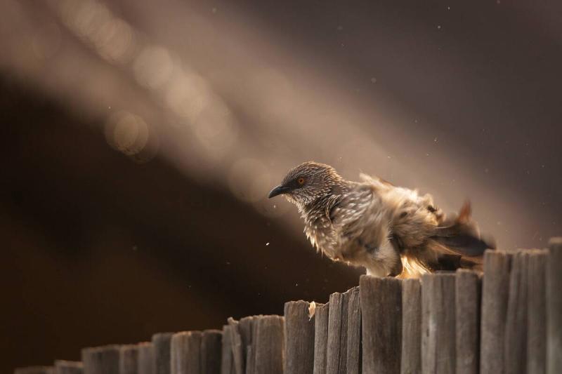 Confused bird on fence at night.