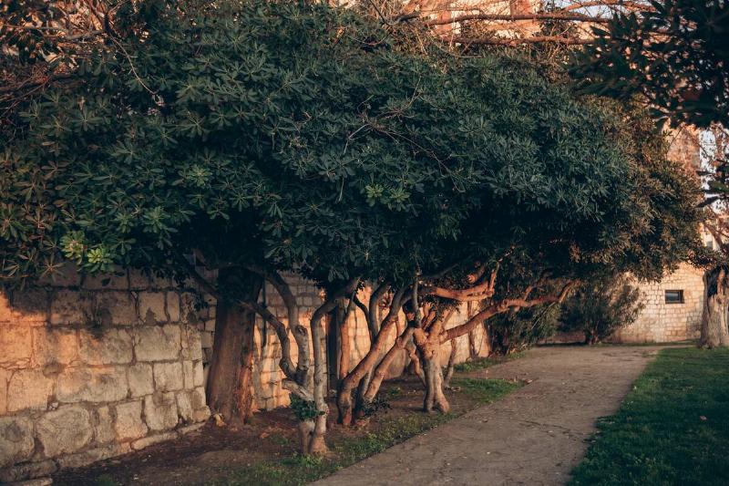 Small trees planted close to a fence. 