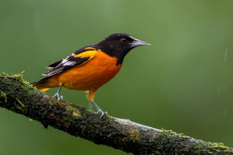 An oriole against a green background. 