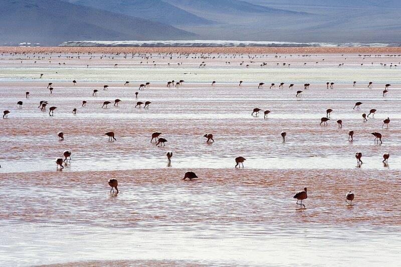 Andean Flamingos (Phoenicopterus andinus), Laguna Colorada, Bolivia.