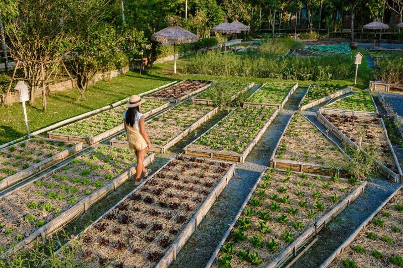 Woman walking through beds in community garden. 