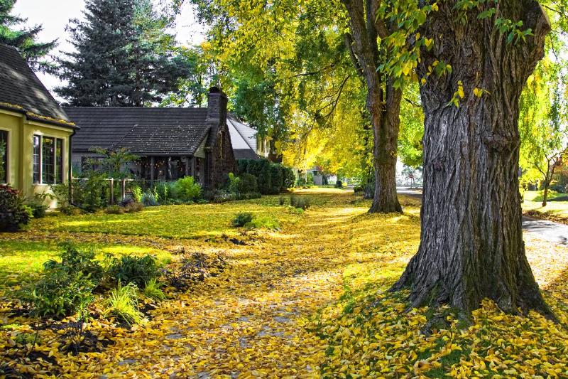 Large trees dropped leaves all over front yards. 