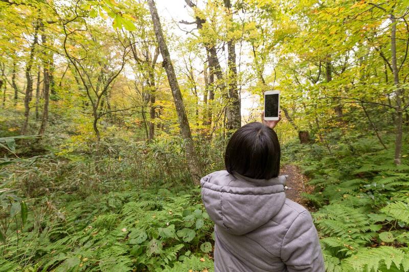 Back rear view of woman taking photo in forest on phone. 