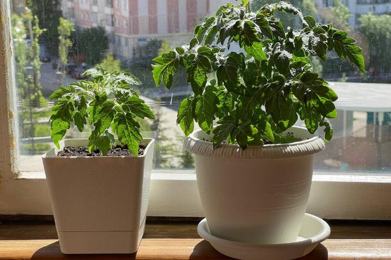 Tomato plants growing in a balcony window.