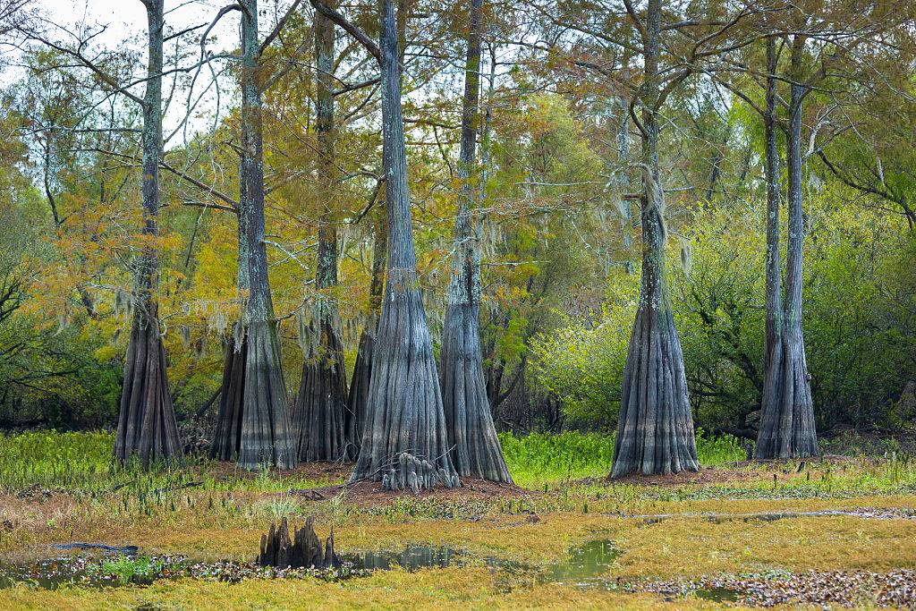 the bald Cypress