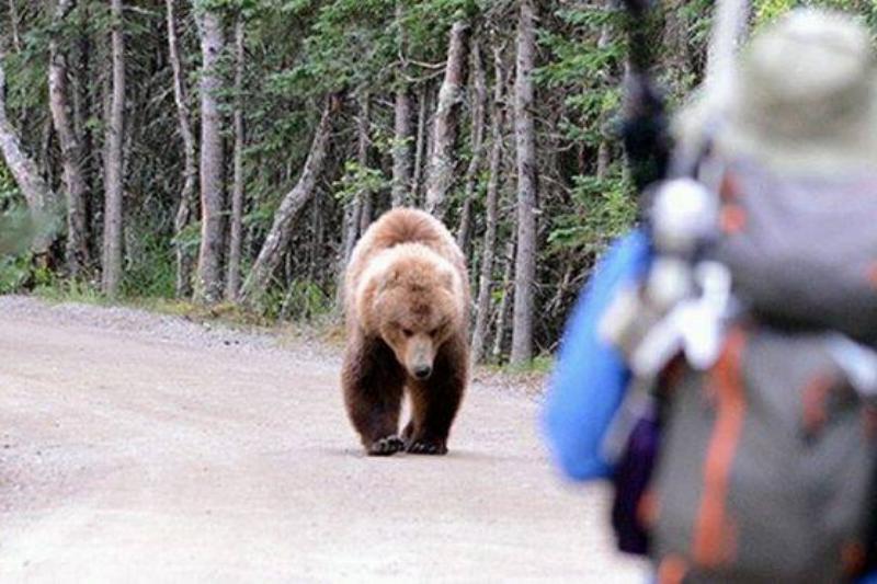 A bear approaches a visitor along a road at Brooks Camp in Katmai National Park and Preserve, Alaska.