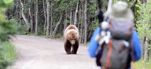 A bear approaches a visitor along a road at Brooks Camp in Katmai National Park and Preserve, Alaska.