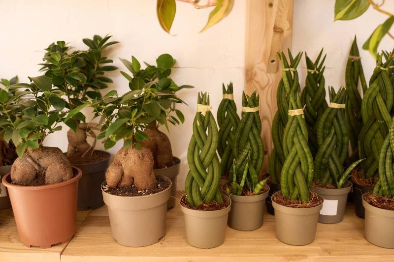 Unusual houseplants in pots on wooden shelf