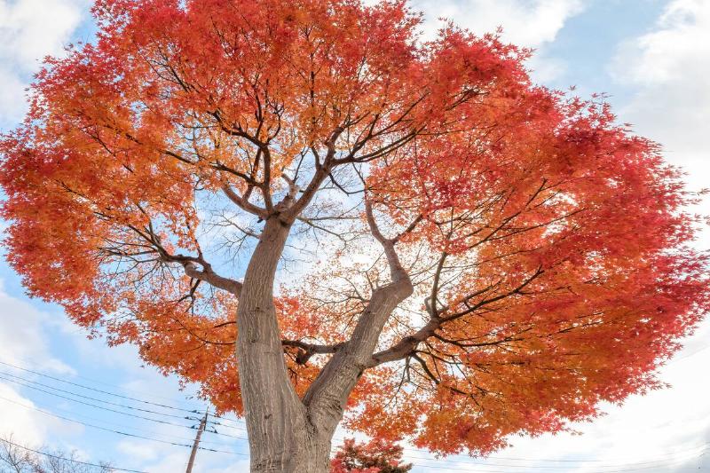 Red maple tree.