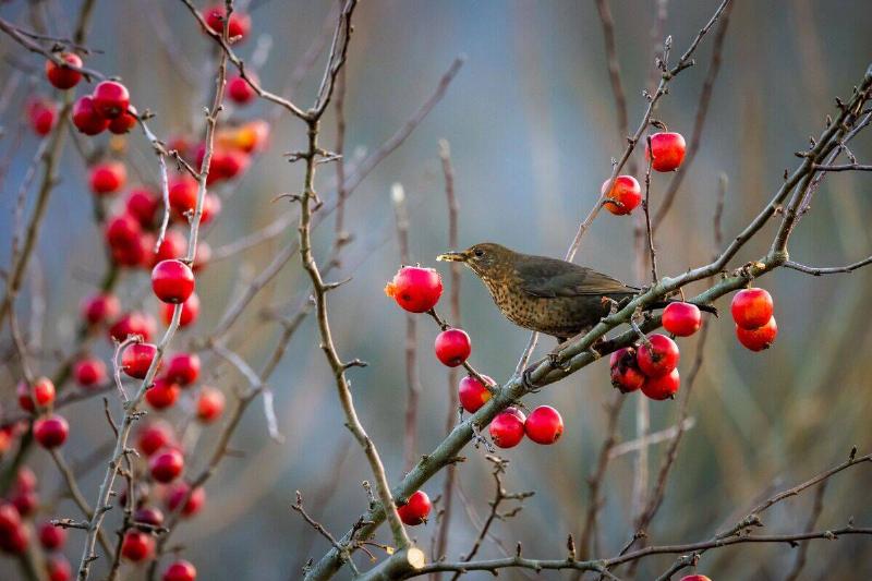 Bird on bush with red berries.