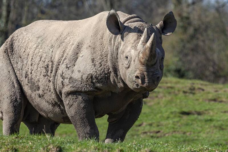 Black rhinoceros (Diceros bicornis) in northern Botswana.