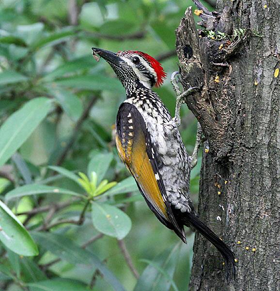 A black-rumped flameback using its tail for support.