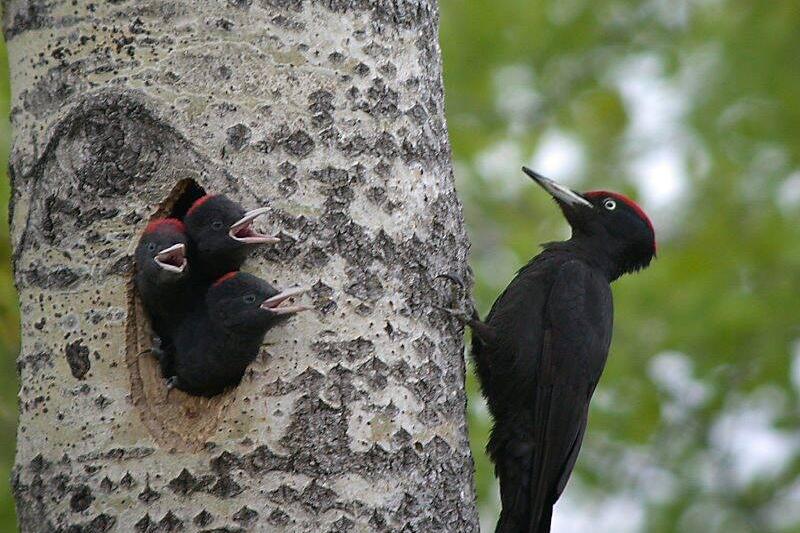 A male black woodpecker attending its chicks.