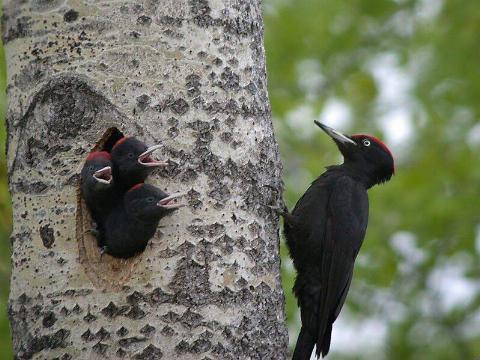 A male black woodpecker attending its chicks.