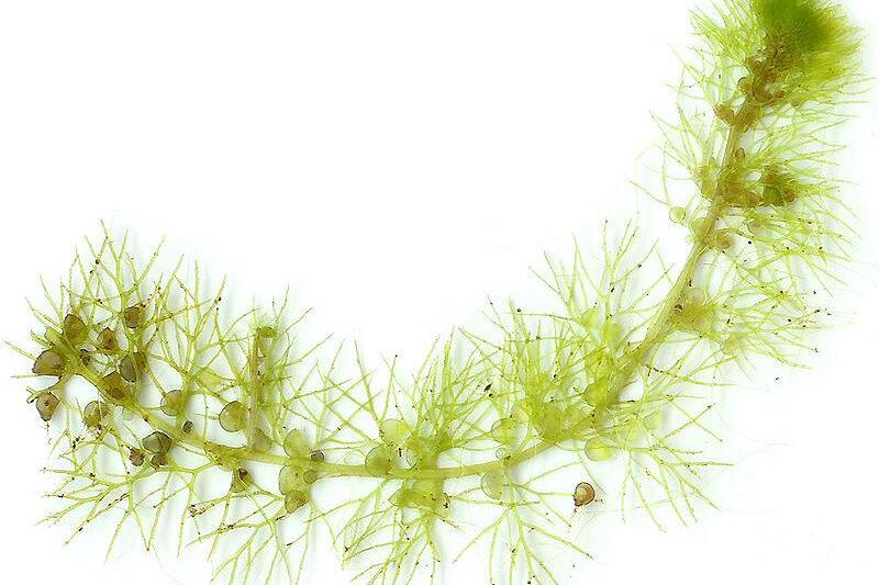 Bladderwort.