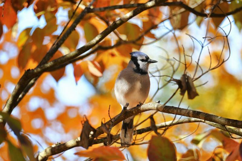 Bluejay in fall leaves. 