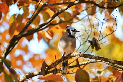 Bluejay in fall leaves. 