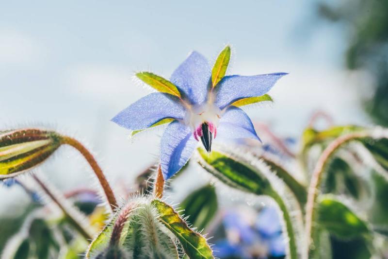 Borage flower.