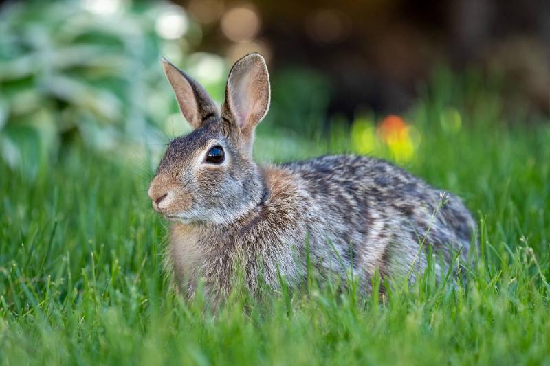 Rabbit in grass.