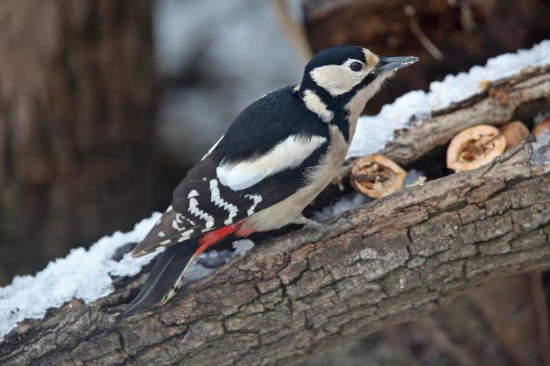 Woodpecker in snow.