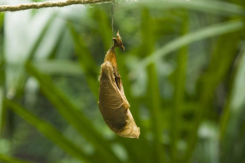 Butterfly pupa hanging from a leaf. 