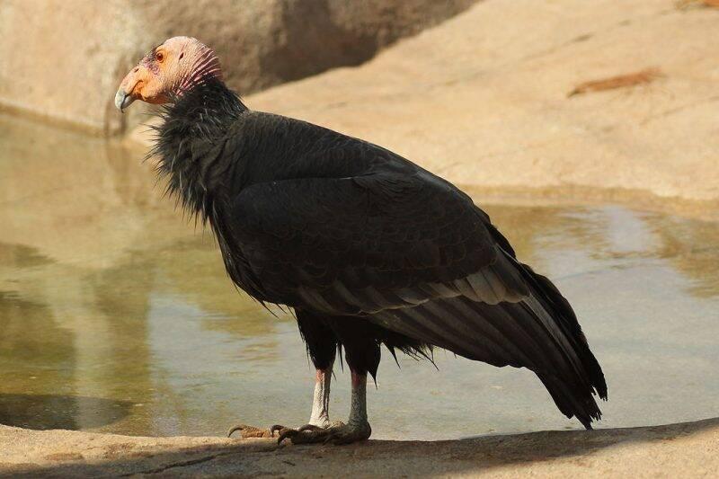 California Condor at San Diego Zoo, USA.