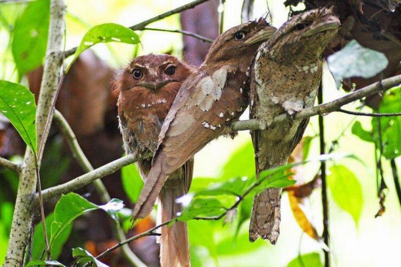 A young bird (middle) with adult female to left and male to right.
