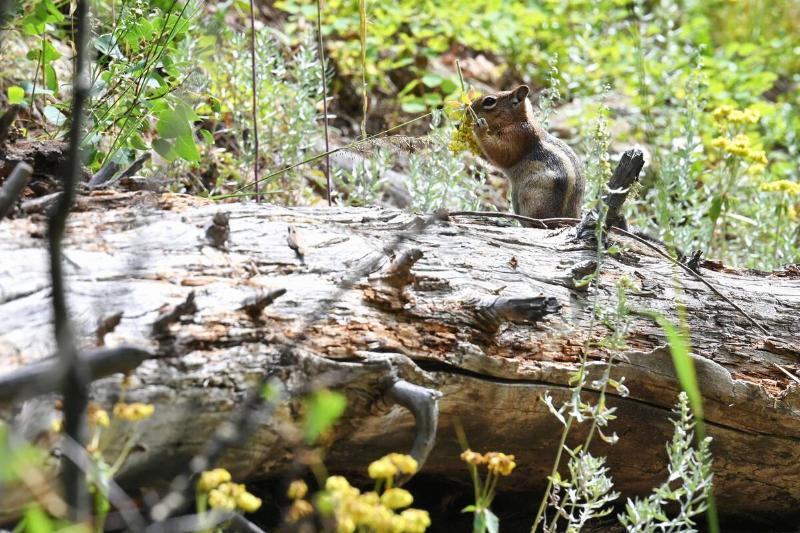 Chipmunk eating wildflowers.