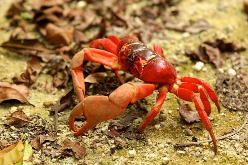 Christmas Island red crab.