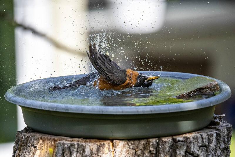 Robin splashing in birdbath. 