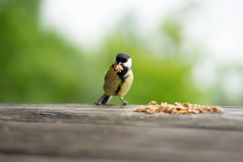 Bird eating peanut butter off tree.