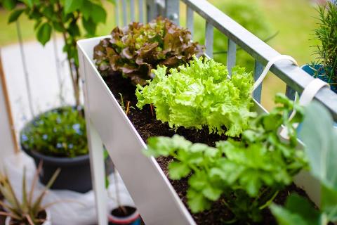 A closeup shot of lettuce plants in a pot on a balcony.