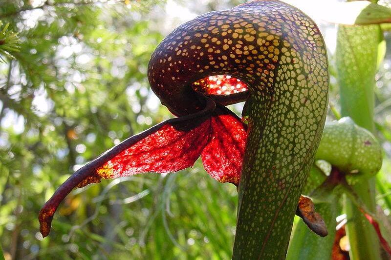 Cobra Lilly.