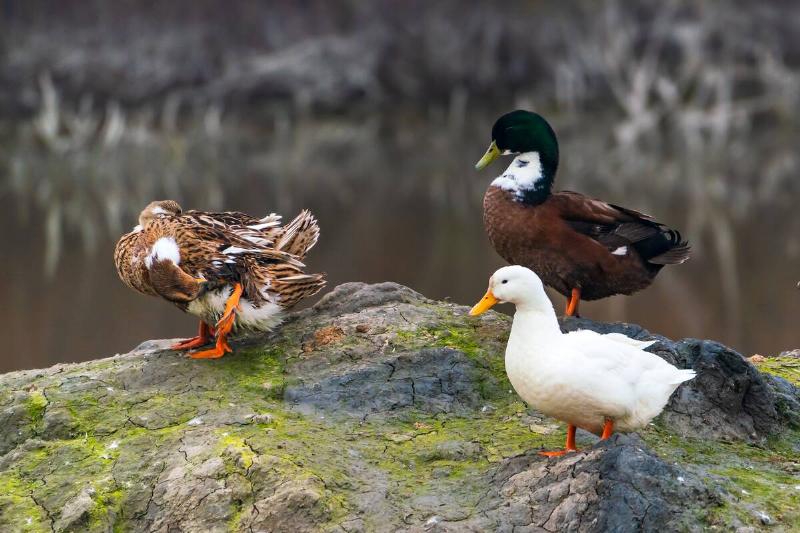 Colorful ducks on lake shore.