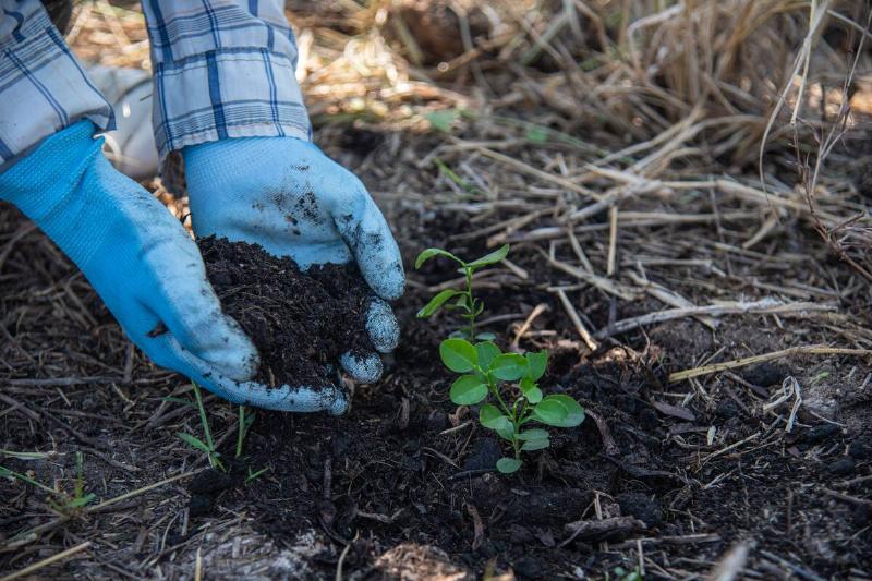 Hands putting dirt around a seedling. 
