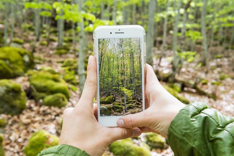 Hands of unrecognizable traveler taking picture of woods on smartphone.