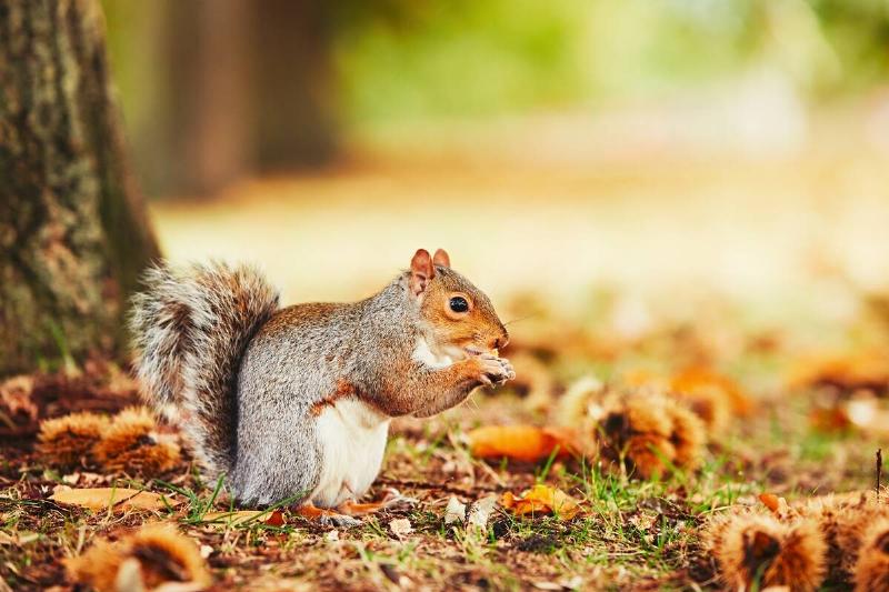 Squirrel eating something in fall. 