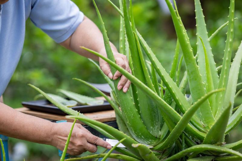 Cutting piece of aloe vera plant.