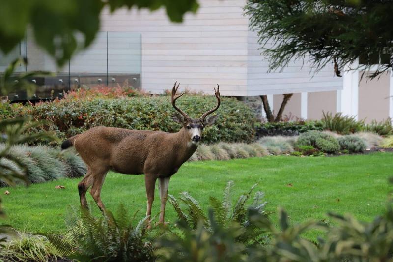 Deer standing in yard.