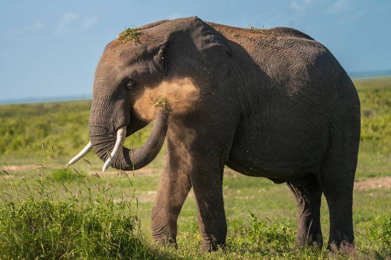 Elephant plashing dust on itself.